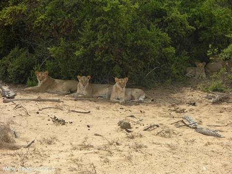 Tsavo West lions resting 