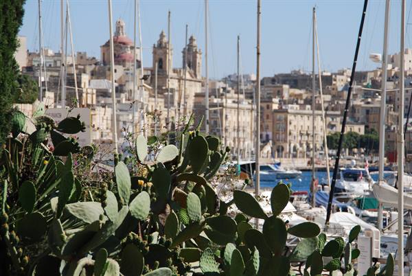 Prickly pears in front of the marina with boats and historic skyline