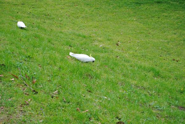Cacatua dal ciuffo giallo becca sull'erba verde di Sydney