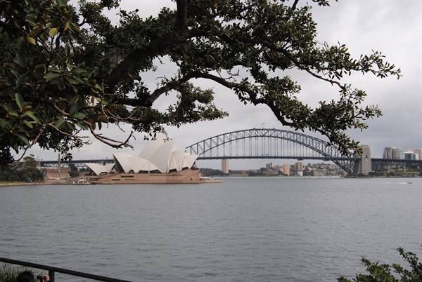 L'Opera House e l'Harbour Bridge tra i rami, sotto un cielo grigio