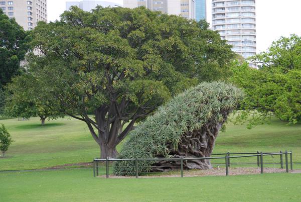 Un imponente drago di Sudan nel giardino botanico di Sydney