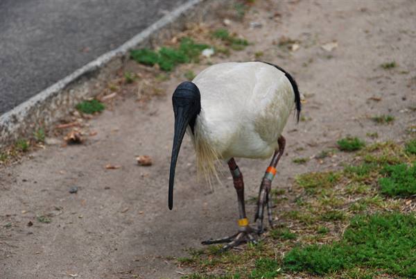 Ibis australiano dalla testa nera cammina fra erba e terra