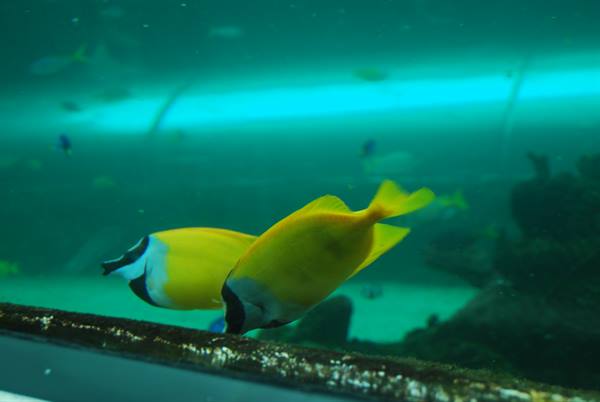 Pesci gialli nuotano nell'acquario verde di Sydney