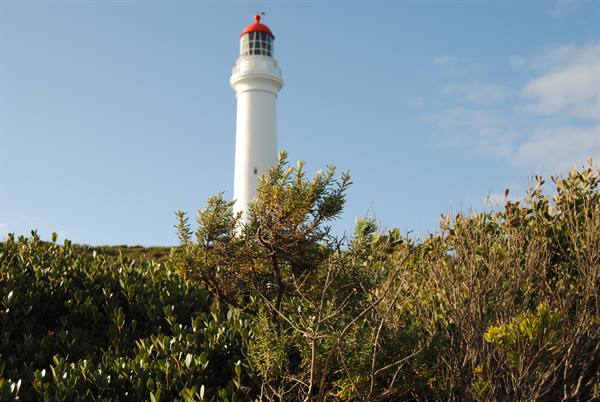 Faro bianco con lanterna rossa sopra gli arbusti a Cape Otway