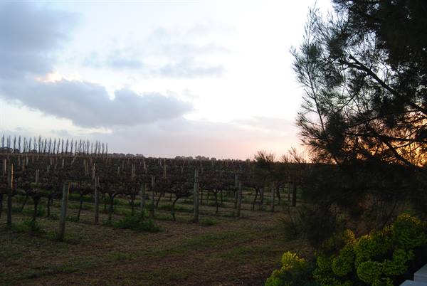 The wine region of Coonawarra