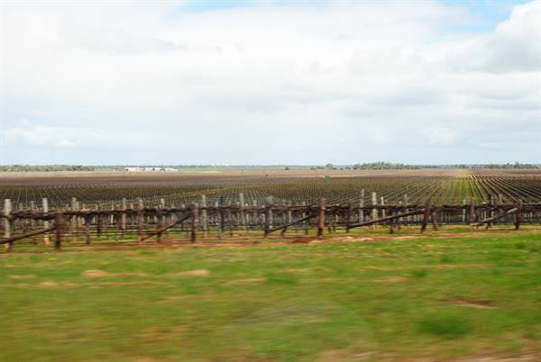 Vigneti a file parallele dietro recinzione di legno a Coonawarra