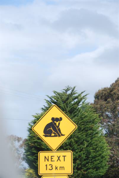 Cartello giallo con koala: "next 13 km", tra eucalipti e cipressi