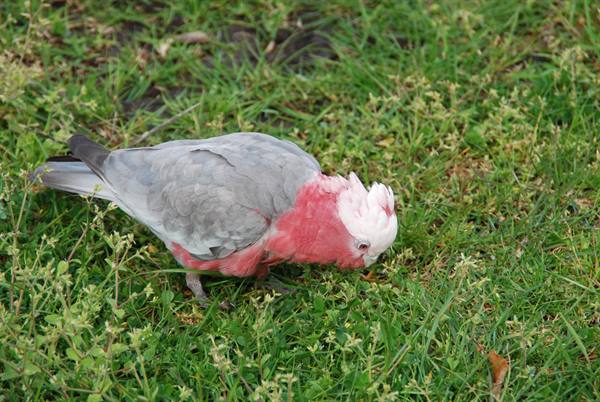 Galah rosa e grigio becca sull'erba verde a Cape Otway