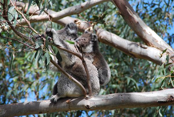 Koala