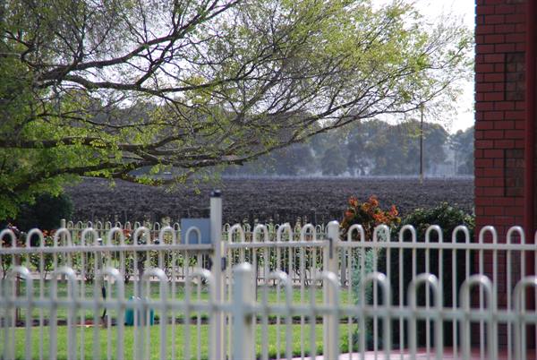 Vigneto dietro una cancellata bianca e muro di mattoni rossi, Coonawarra