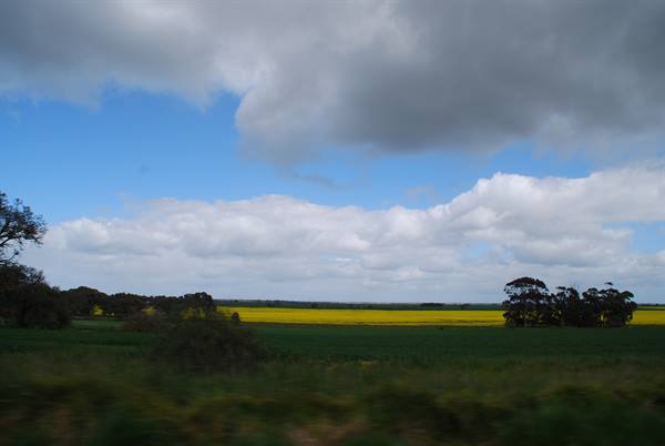 Campi di canola gialla sotto nuvole gonfie, fotografati dall'auto in corsa