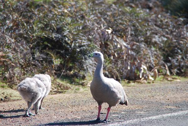 Cape Barren goose sul bordo della strada a Kangaroo Island
