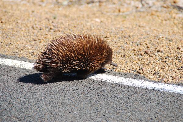 Un echidna attraversa l'asfalto verso la ghiaia, luce intensa, Kangaroo Island