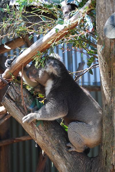 Un koala arrampiato su un ramo eucalipto al zoo di Adelaide