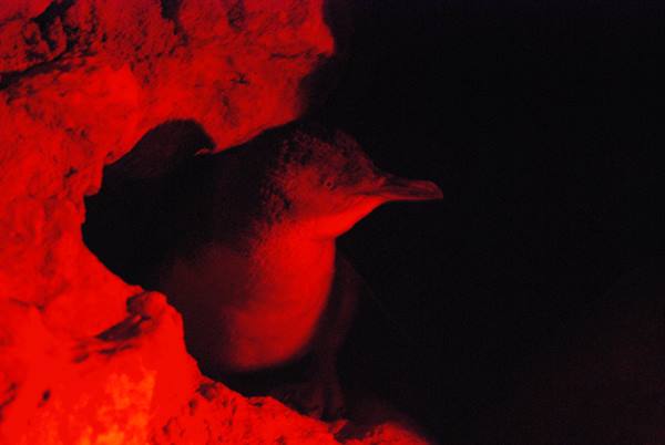 Piccolo pinguino nella tana, illuminato dalla luce rossa