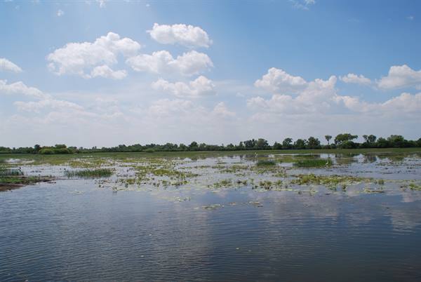 Zone umide con ninfee e uccelli tra le ninfee, nuvole sparse, Kakadu
