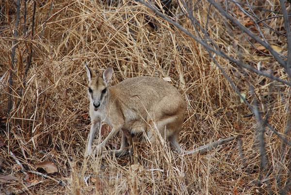 Wallaby nell'erba secca tra i cespugli di Cape Jervis