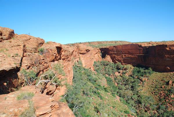 Pareti di roccia rossa e arboscrivi nella gola di Kings Canyon