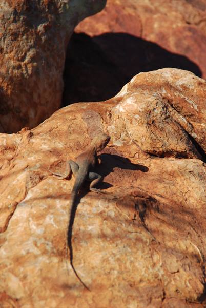 Lucertola immobile su rocce rosse al sole, nel outback australiano