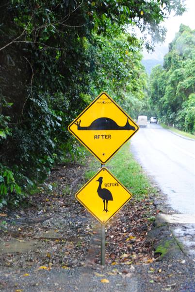 Cartelli gialli humor sul cassowary lungo la strada bagnata di Cape Tribulation