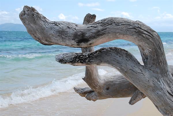 Legno contorto sbiancato dal sole sulla spiaggia, onde turchesi alle spalle