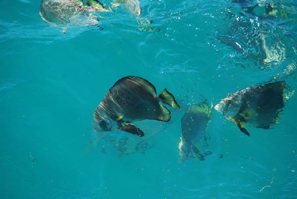 Pesci pipistrello nuotano nell'acqua turchese della Grande Barriera
