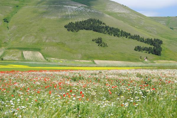 Poppies and daisies blooming beneath green mountains at Castelluccio