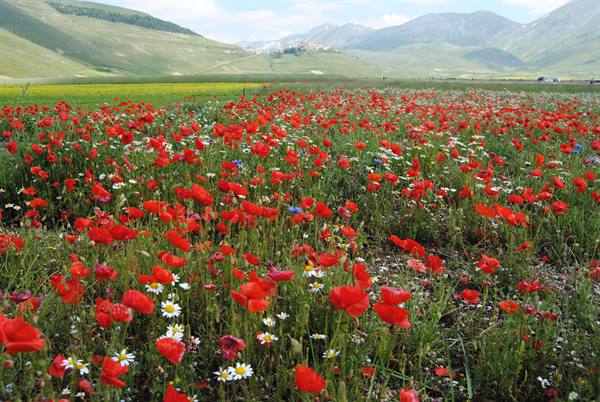 Poppy and daisy bloom at Castelluccio di Norcia among green mountains