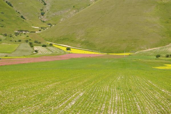 Castelluccio di Norcia in bloom: lentil fields flowering pink and yellow among green mountains