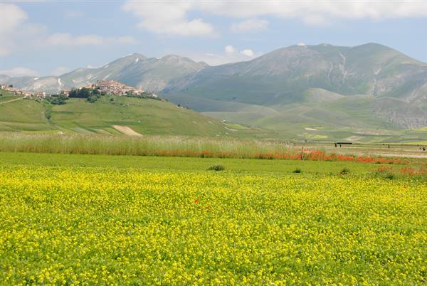Castelluccio di Norcia, yellow lentil bloom beneath green mountains