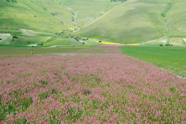 Castelluccio di Norcia blooming: pink lentil flowers across green plateaus