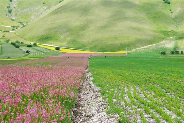 Blooming lentil flowers at Castelluccio di Norcia among green hills