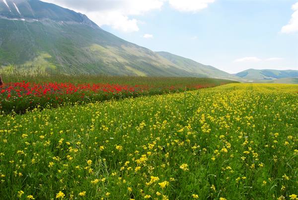Bloom at Castelluccio di Norcia: red poppies and yellow flowers under the mountains