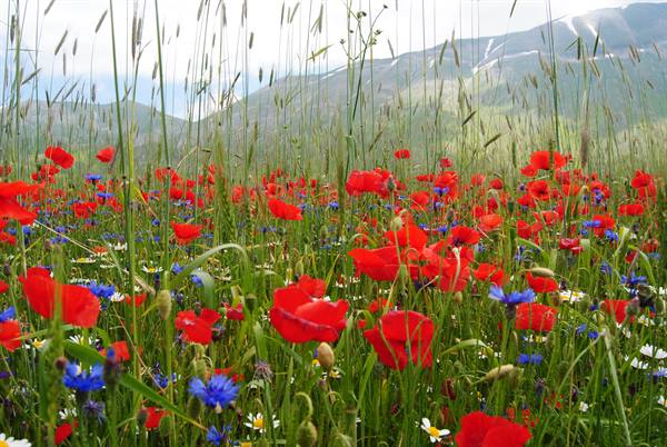 Red poppies and blue cornflowers among tall grass, mountains behind