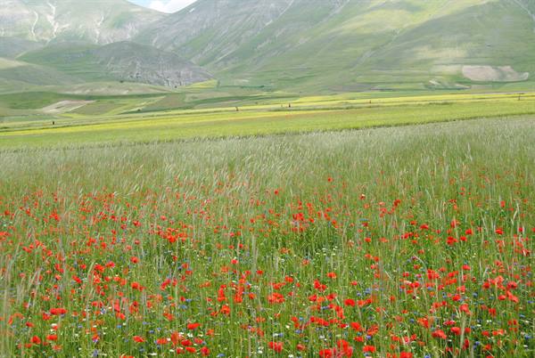 Red poppies among blooming lentil fields at Castelluccio, morning light on mountains
