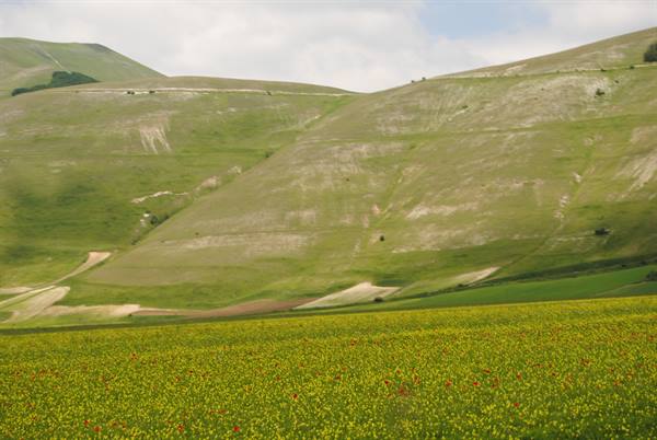 Lentil and poppy bloom beneath green slopes, Castelluccio di Norcia