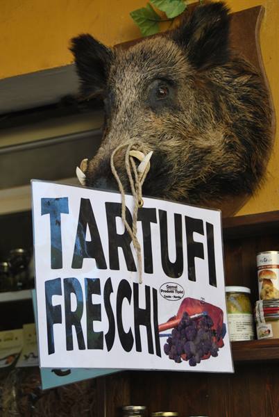 Stuffed wild boar head with Tartufi Freschi sign in a shop