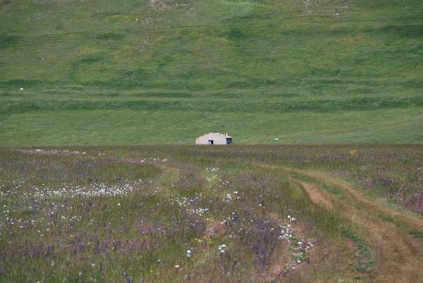 Stone hut among wildflower bloom and dirt track at Castelluccio di Norcia