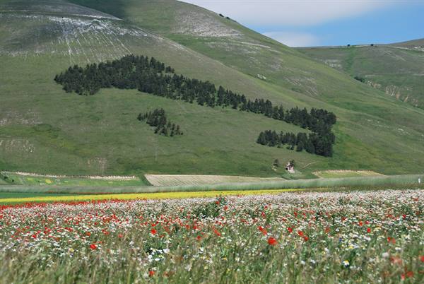Poppies and daisies blooming beneath the green slopes of Castelluccio