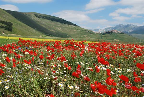 Poppy and daisy meadow beneath the green hills of Castelluccio