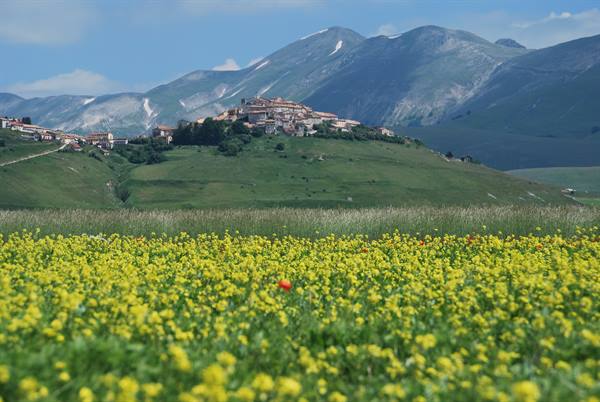 Castelluccio di Norcia: stone village on the hill, yellow lentil flowering