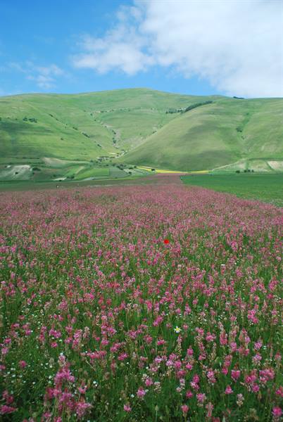 Pink sainfoin bloom at Castelluccio di Norcia among green rolling hills
