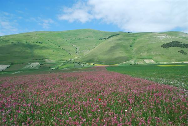 Pink lentil flowers blooming at Castelluccio di Norcia among green hills