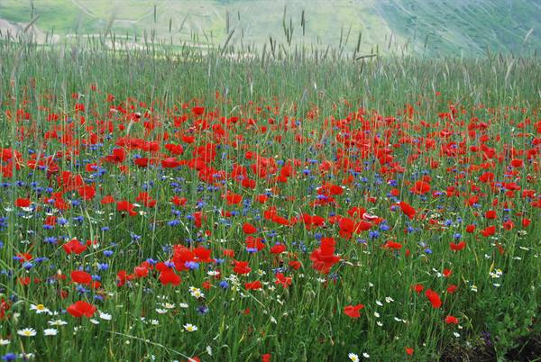 Red poppies and wildflowers blooming on the Castelluccio plateau