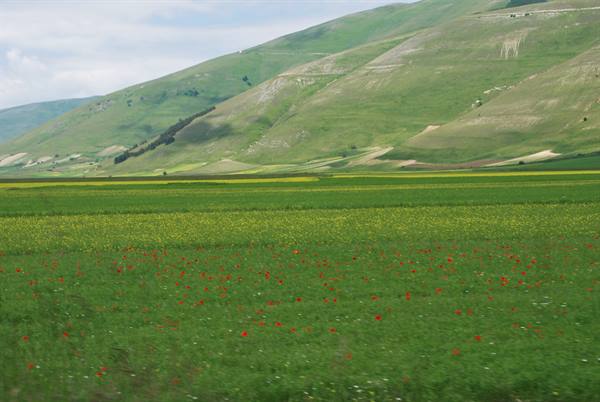 Red poppies among flowering fields and green slopes at Castelluccio