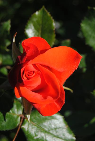 Red rose in full sunlight among green leaves