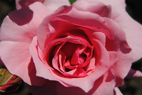 Pink rose in full bloom, sunlit petals glowing