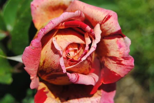 Variegated yellow and red rose blooming among green leaves in sunlight