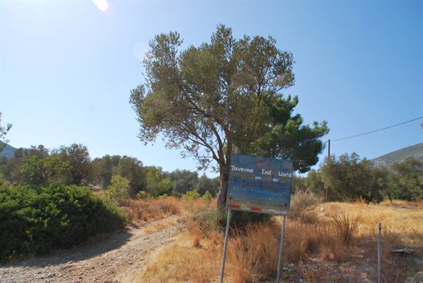 Taverna Emilia sign on a dirt road among olive trees and dry grass
