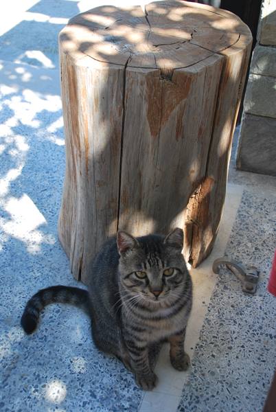 Gray tabby cat sitting beside a large wooden stump in sunlight